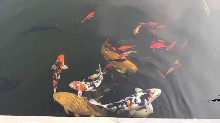 Koi - steur - goudvis - sarasa - tijgervis, Dieren en Toebehoren, Vissen | Vijvervissen, Overige soorten