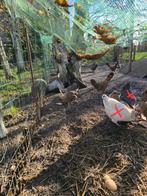 15 Kippen en een haan, Dieren en Toebehoren, Pluimvee, Kip