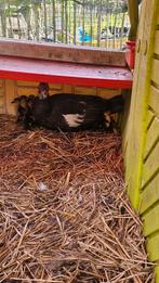 Barberie eenden koppel met pulletjes te koop, Dieren en Toebehoren, Pluimvee