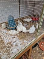Te koop kippen ( 5 € / stuk ), Dieren en Toebehoren, Pluimvee