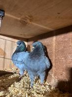 Kingduiven, Dieren en Toebehoren, Pluimvee