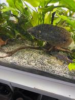 Luipaard goerami, Dieren en Toebehoren, Vissen | Aquariumvissen