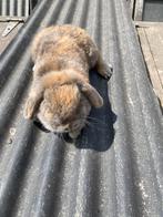 Nhd kruinsing, Dieren en Toebehoren, Konijnen, Hangoor