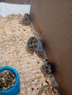 5 douzaines de hamsters nains, Animaux & Accessoires, Rongeurs, Hamster, Décembre, Domestique, Plusieurs animaux