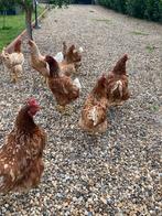 Poules pondeuses sur Dilbeek, Animaux & Accessoires, Volatiles