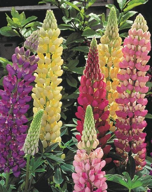 Lupinus en Mentha, Tuin en Terras, Planten | Tuinplanten, Vaste plant, Ophalen of Verzenden