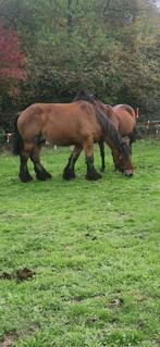 Trekpaard, Dieren en Toebehoren, Paarden, Gechipt, Ruin, Zadelmak, 3 tot 6 jaar