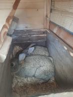 Twee konijnen, Dieren en Toebehoren, Ophalen