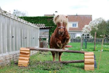 Super brave pony voor halve stal