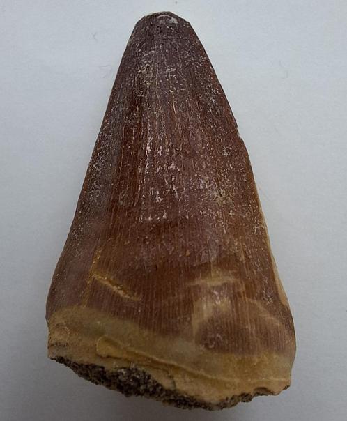 Mosasaurus tand - 3,3 cm, Verzamelen, Mineralen en Fossielen, Fossiel, Ophalen of Verzenden