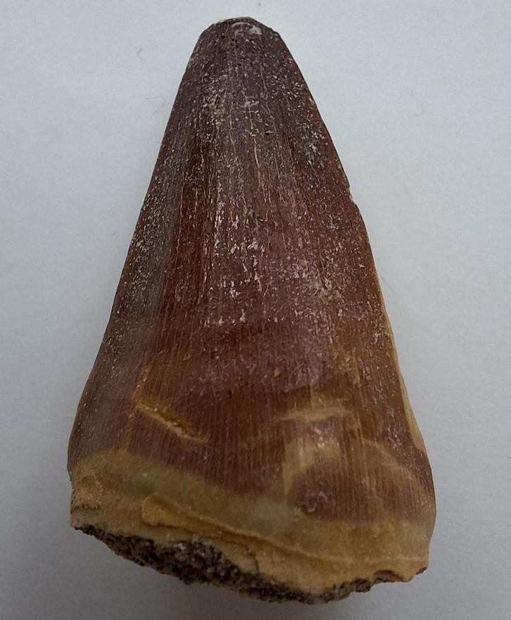 Mosasaurus tand - 3,3 cm, Verzamelen, Mineralen en Fossielen, Fossiel, Ophalen of Verzenden