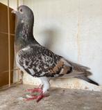 Kleurpostduif duivin, Dieren en Toebehoren, Vrouwelijk