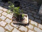 Jonge taxus, Ophalen of Verzenden, Struik, 100 tot 250 cm