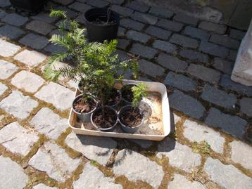 Jonge taxus, Tuin en Terras, Ophalen of Verzenden, Struik, 100 tot 250 cm