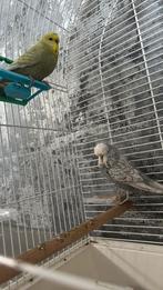 Koppel engelse parkieten, Dieren en Toebehoren