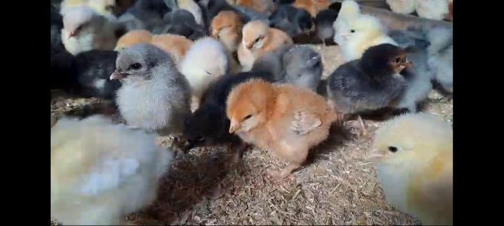 poussins a commander 7 rasses traditionelle pour 31 mars, Animaux & Accessoires, Volatiles, Poule ou poulet, Femelle