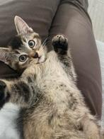 Chatton (femelle) a donner, Boeken, Dieren en Huisdieren, Ophalen