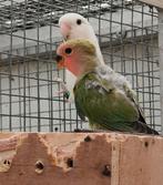 Jonge roseicolli wilkdkleur, Dieren en Toebehoren, Vogels | Parkieten en Papegaaien, Geringd
