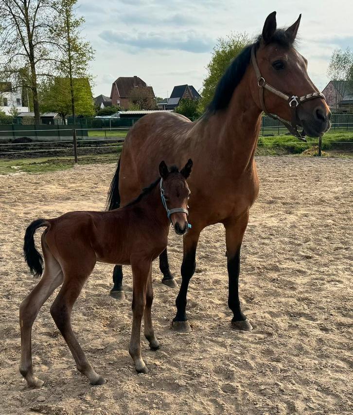 Mooie New Forest merrie, Dieren en Toebehoren, Pony's, Merrie