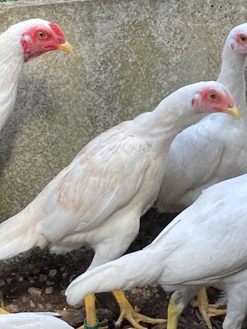 Shamo krielen, Dieren en Toebehoren, Pluimvee, Kip, Meerdere dieren
