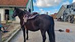 Lusitano Spanish Mustang, Dieren en Toebehoren, Paarden, Zadelmak, 7 tot 10 jaar, 160 tot 165 cm, Recreatiepaard