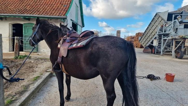 Lusitano Spanish Mustang, Dieren en Toebehoren, Paarden, Merrie, Zadelmak, 160 tot 165 cm, 7 tot 10 jaar, Recreatiepaard, Gechipt