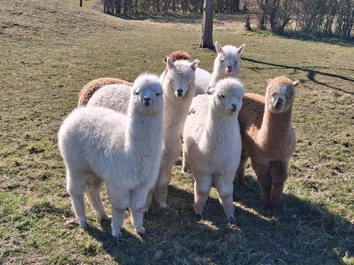 alpaca's te koop, Dieren en Toebehoren, Overige Dieren, Meerdere dieren