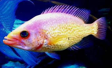 Red Baysnook  beschikbaar voor biedingen