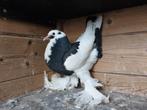 Gentse kropper. Laat jong. Dominicaan., Dieren en Toebehoren, Vogels | Duiven, Kropper