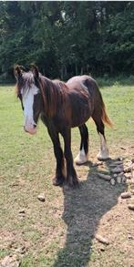 C pony's, Dieren en Toebehoren, Hengst