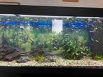Aquarium 150x50x62cm, Ophalen, Zo goed als nieuw