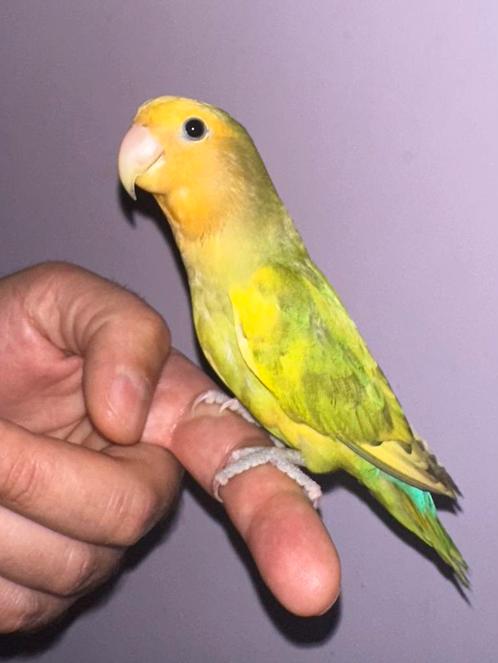 Prachtige getemde man, onafscheidelijk, Dieren en Toebehoren, Vogels | Hokken en Kooien, Ophalen