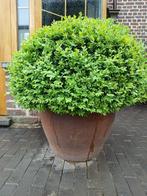 bloempotten, Tuin en Terras, Bloempotten, Ophalen, Zo goed als nieuw, Rond, Terracotta