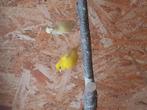 Raza´s kanaries, Dieren en Toebehoren