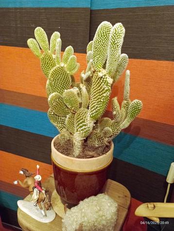 Grote OPUNTIA-cactus in terracotta pot beschikbaar voor biedingen