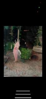 Ancistrus snow white mâle, Dieren en Toebehoren, Vissen | Aquariumvissen