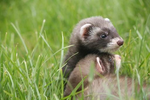 fretten pups 8 weken, Dieren en Toebehoren, Overige Dieren, September