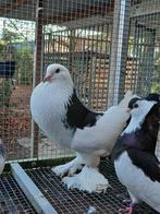 Gentse kropper doffer, Animaux & Accessoires, Oiseaux | Pigeons, Boulant