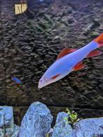 Volledig aquarium