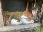 Nestje driekleur reuzenvlinders, Dieren en Toebehoren, Konijnen