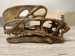 Replica proceratosaurus schedel / dinosaurus, Ophalen of Verzenden