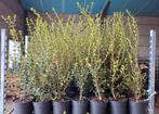 Haagplanten!, Ophalen, Taxus