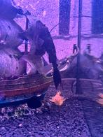 algeneters/ pleco