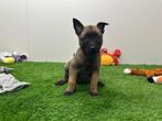 Nestje Mechelse herder pups, België, CDV (hondenziekte), 8 tot 15 weken, Meerdere
