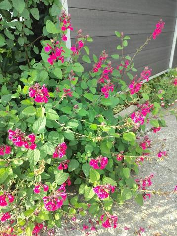 Salvia Hybrid ‘Pink Pong’   1.30€p/pl. beschikbaar voor biedingen