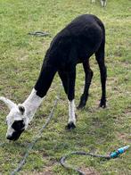 Mooi alpaca merrie geboren op 13/10/23, Dieren en Toebehoren