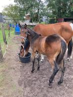 hengstenveulen en merrie., Dieren en Toebehoren, Paarden, Gechipt, Zadelmak, 3 tot 6 jaar, Meerdere dieren