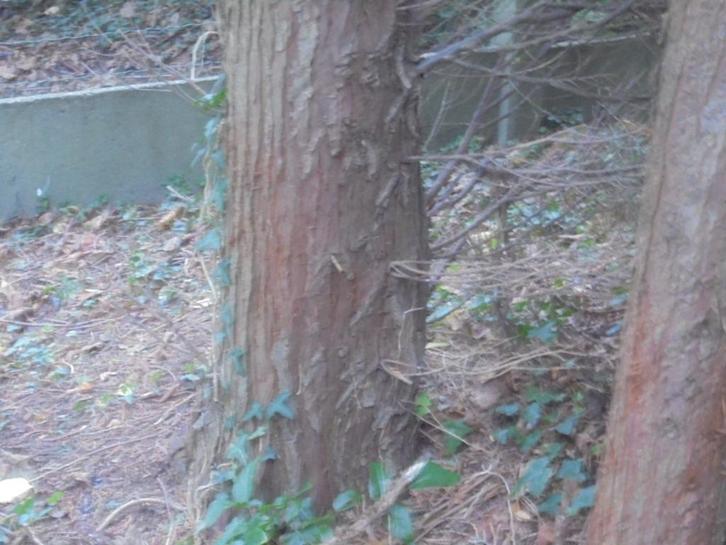 Gratis hout kappen in 1970 Wezembeek, Tuin en Terras, Brandhout, Ophalen