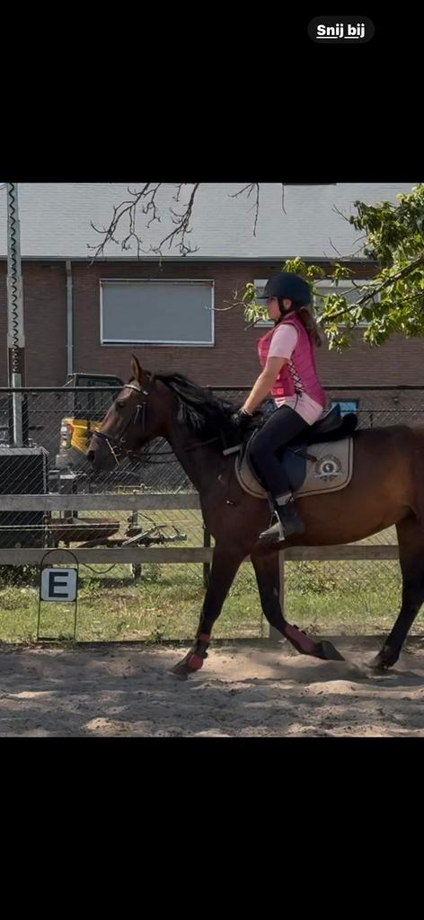 Leuke merrie van 3,5 jaar en 1,47, Dieren en Toebehoren, Paarden, Merrie