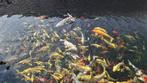Japanse Koi te koop, Dieren en Toebehoren, Karper of Koi